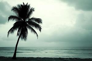 A palm tree on the beach photo