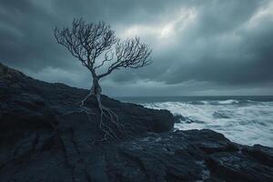 A lone tree stands on the rocks of a rocky beach photo