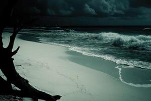 A tree on the beach photo