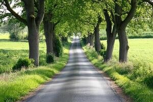 A long road lined with trees and grass photo