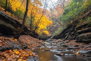 A creek runs through a forest with colorful leaves photo
