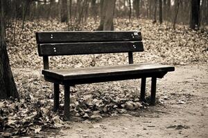 A bench in the woods photo