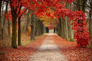 A pathway lined with red leaves and trees photo