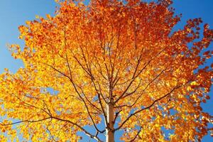 A tree with yellow leaves against a blue sky photo