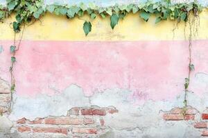 A wall with vines growing on it photo