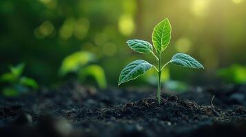 Young green seedling sprouting in rich soil, bathed in warm sunlight, representing growth, financial and ecological commitment photo