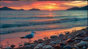 Seagull Standing on Pebble Beach During Ocean Sunset with Breaking Waves photo