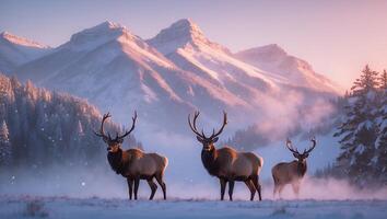 Elk Standing in Snowy Field with Mountain Backdrop at Dusk photo