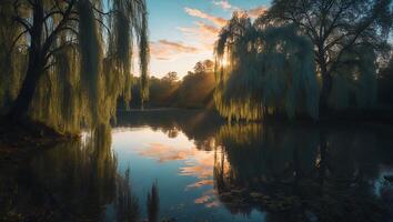 Serene Sunrise Over Calm Lake with Willow Trees and Golden Light photo