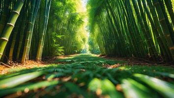Walking Path Through Dense Bamboo Forest with Lush Green Foliage photo