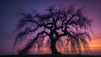 Solitary Tree Silhouette Against a Dramatic Colorful Sunset Sky photo