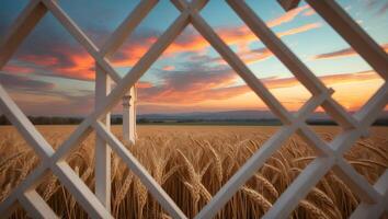 Golden Wheat Field at Sunset Framed by Decorative White Structure photo