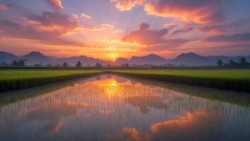 Tranquil Rice Paddy Reflection at Sunset with Mountain Silhouette photo