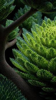 Lush green succulents displaying intricate leaf patterns in a serene natural setting photo