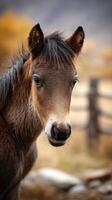 Young horse gazes curiously at the camera in a serene autumn landscape near a wooden fence photo