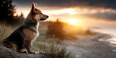 Dog watching the sunset over the beach on a calm evening near a wooded area photo