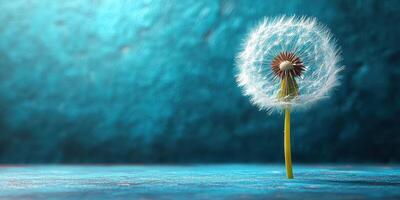 Dandelion in full bloom against a textured blue background showcasing its delicate seeds photo