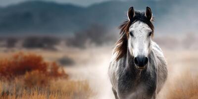 Grey horse runs through dusty field in the late afternoon sunlight near mountains with a cloudy sky photo
