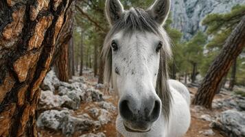 Majestic white horse gazes curiously through trees in a serene forest setting during daylight hours photo