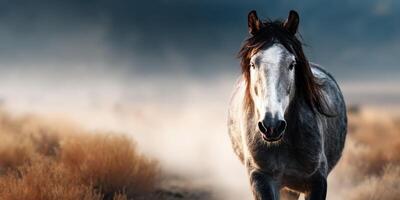 Majestic grey horse galloping through fields at dawn in an open landscape during autumn photo