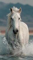 Majestic white horse galloping through water at sunset photo