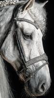 Majestic white horse adorned with intricate bridle posing against dark background in close-up shot photo