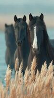 Beautiful black horses standing elegantly by the water during early morning light in a serene natural setting photo
