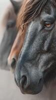 Close-up view of horses showcasing unique features and expressions in a serene setting during daylight hours photo