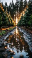 Sunlight filters through a forest of Christmas trees beside a reflective puddle on a tranquil evening photo