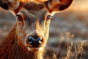 Close-up of a serene deer in golden grass during sunset near a forest photo