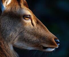 Close-up view of a deer in a forest during golden hour photo