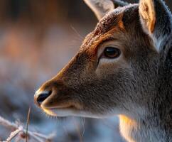 Close-up of a deer in a frosty forest during early morning light photo