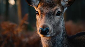 Deer gazes curiously in a serene forest setting during golden hour photo