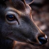 Close-up view of a deer in the forest during early morning light photo