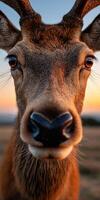 Close-up of a deer with vibrant sunset in the background in nature photo
