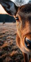 Close-up of a deer at dawn in a misty meadow photo