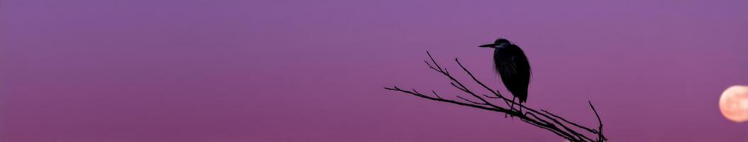 Heron resting on a branch under the glowing moon at dusk photo