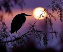 Majestic heron silhouettes against a vibrant sunset near calm waters photo