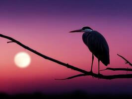 Heron perched on branch at sunset with vibrant purple sky photo