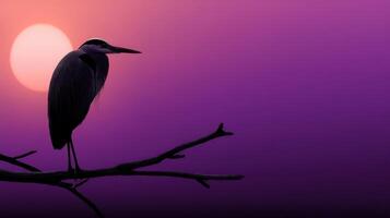 Heron perched on a branch against a vibrant sunset backdrop photo
