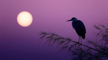 Bird perched on branch during sunset with purple sky and moon photo