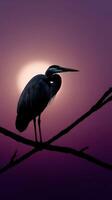 Great blue heron perched on a branch during sunset at a serene wetland photo