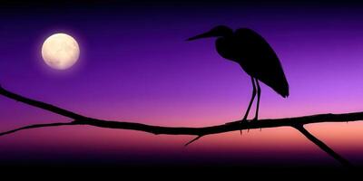 Silhouetted bird resting on a branch under a full moon at twilight photo