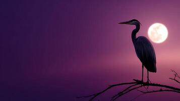 Majestic heron perched near the moonlit lake at dusk photo