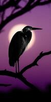 Heron perched on a tree branch against a vivid sunset photo