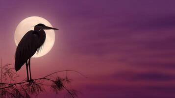 Great blue heron silhouettes against a vibrant sunset with a full moon photo