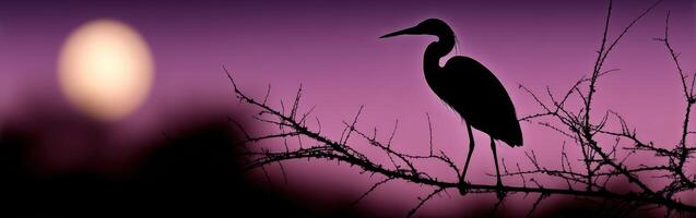 Silhouette of a heron perched on a branch during twilight hours photo