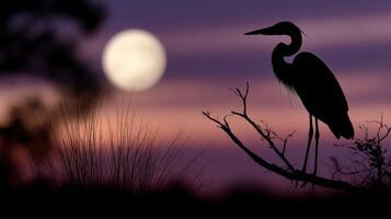 Great blue heron standing on a branch against a moonlit sky at dusk photo