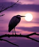Heron perched on a branch under a purple sunset sky near water photo