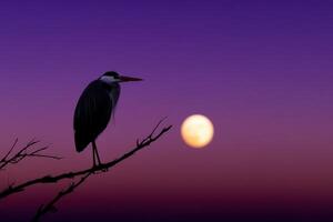 Heron perched on branch under vibrant sunset with full moon backdrop photo